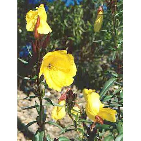 Oenothère, Onagre 'Sonnenwende' Godet de 8/9 cm