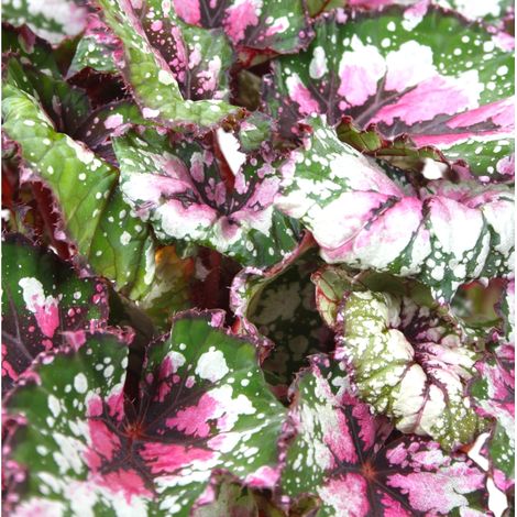 Gardenaria Begonia rex 'Alaska Creek' - Pianta da interno ornamentale - Altezza: 32 cm (vaso 17) (1/4)