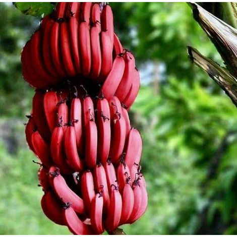 BANANA ROSSO - Pianta di Musa acuminata BANANO Red Dacca Frutta Tropicale vivo