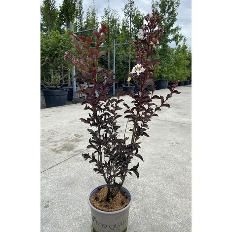 Gardenaria Lagerstroemia indica 'Black Solitaire Pure White' - Arbusto ornamentale da giardino - Altezza: 40/60 cm (vaso19) (1/4)