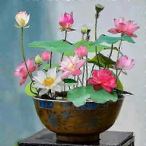 10 graines de lotus pour bonsaï, couleurs assorties - Graines de nénuphar exotiques pour bassin ornemental et plantations d'intérieur (1/4)
