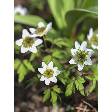 Anémone des bois, Anémone Sylvie 'Green Fingers' Bulbe calibre I (1/2)