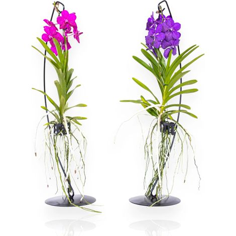Gardenaria Vanda con supporto - Pianta da interno ornamentale - Altezza: 70 cm (vaso 15) (1/5)