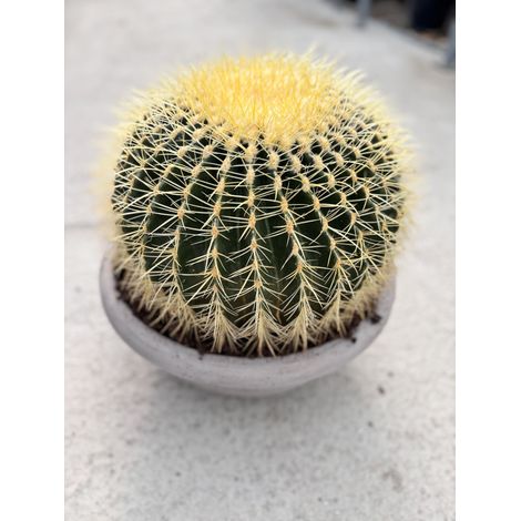 ECHINOCACTUS GRUSONII COUPE 40