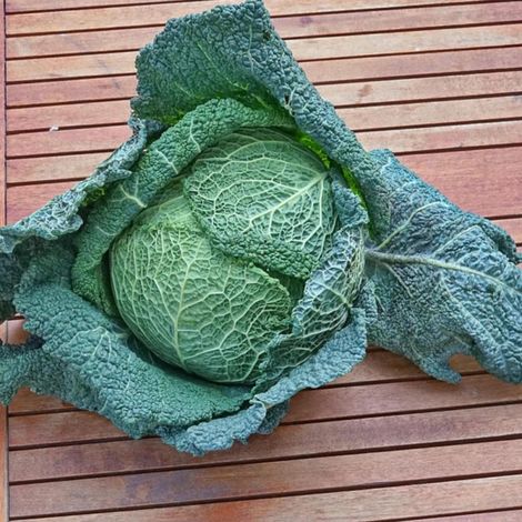 Plants de Chou de Milan Alaska HF1/Barquette de 6 mottes