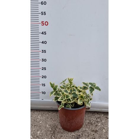 PIANTA DI VINCA MINOR VARIEGATA VASO 17 CM (foto reale)