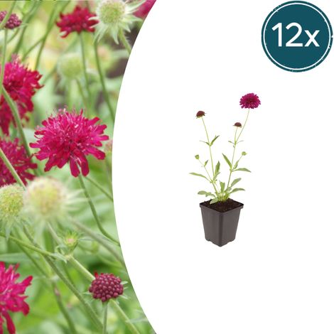 Lot de 12 Knautia macedonica - Plante Vivace Mellifère Rouge Foncé - Pot Ø9cm H10-25cm - PANGIVO (1/5)