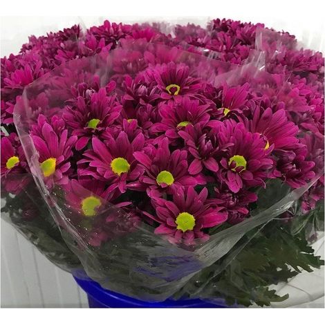 Margarita Crisantemo Flor Natural Crisantemo Bacardi Ramo de 5 tallos 70cm de alto