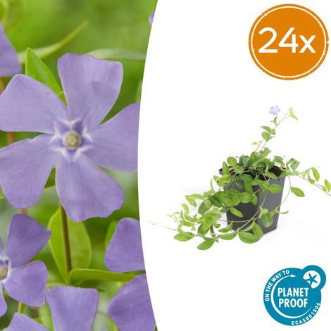 Lot de 24 Vinca minor 'La Grave' Couvre-sol Persistant Fleurs Violettes 10-25 cm Pot Ø9 cm - PANGIVO (1/5)