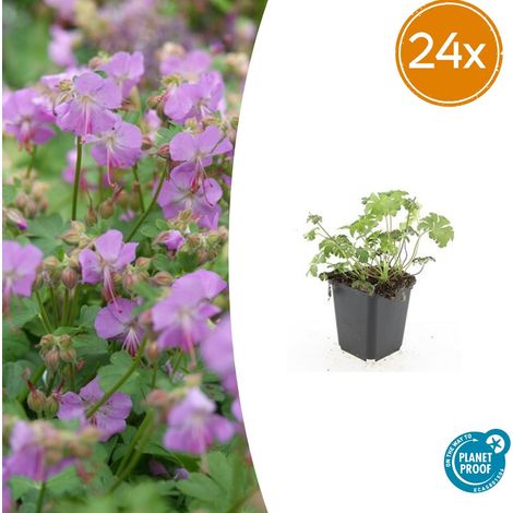 Lot de 24 Géraniums Vivaces Cambridge Couvre-sol Fleurs Roses 10-25 cm Pot Ø 9 cm - PANGIVO (1/5)