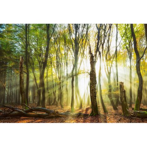 Papier peint panoramique paysage forestier | Tapisserie panoramique forêt pour salon | Papiers peints panoramique arbre pour bureau - 270 x 400 cm (4 pièces) (1/2)