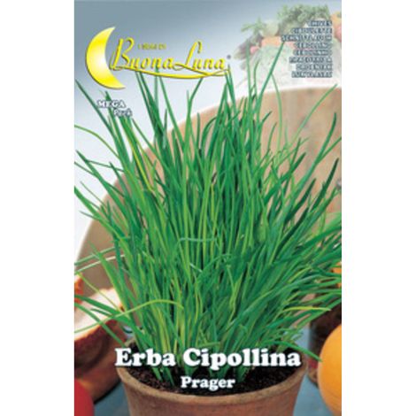 10PZ SEMI ORTO ERBA CIPOLLINA (1/2)