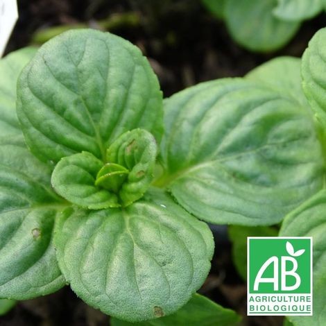 Menthe aquatique BIO/Lot de 3 godets