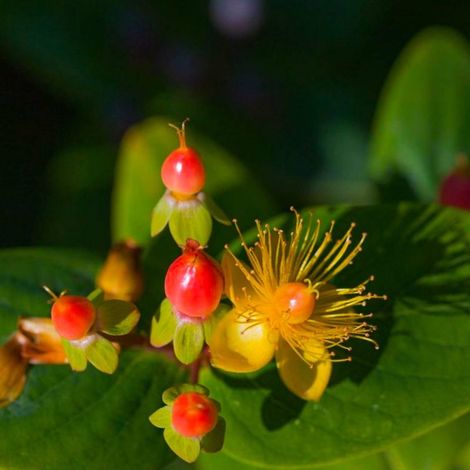 Millepertuis Magical ® Beauty 'Kolmbeau' (Hypericum x inodorum Kolmbeau' Magical ® Beauty) (1/5)