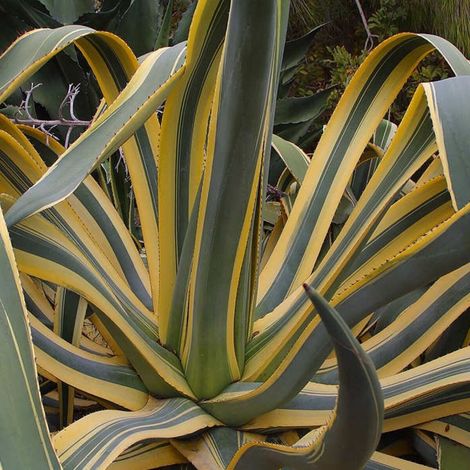Agave d'Amérique panaché/Pot de 15L