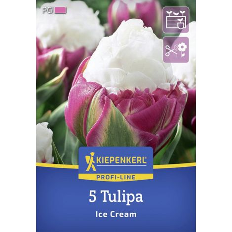 Kiepenkerl Herbstblumenzwiebel Profi-Line Tulpe Ice Cream 5 Stück (1/2)
