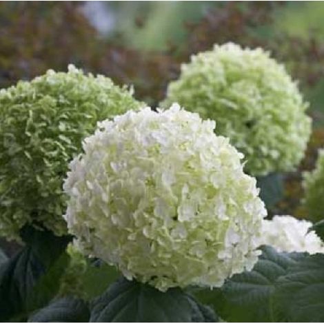 Hortensia de Virginie 'Incrediball'® 'Incrediball Strong' - 40-50