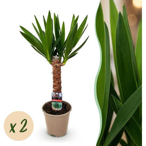 Yucca elephantipes - Lot de 2 Plantes d'Intérieur Vertes Faciles d'Entretien - Pot 14cm - H55cm - PANGIVO (1/5)