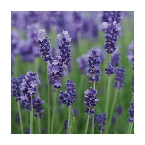 Lavandula angustifolia in vaso 18 – lavanda officinale profumata (1/3)