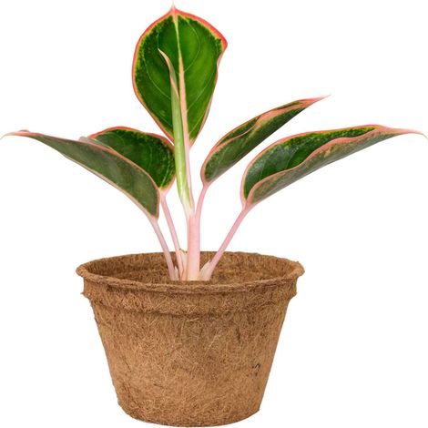 Vaso da fiori in fibra di cocco, vaso da fiori ecologico in fibra di cocco 18x11,5 cm (1500 ml) (1/5)