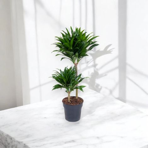 Gardenaria Dracaena fragrans 'Compacta' - Pianta da interno ornamentale - Altezza: 130 cm (vaso 31)