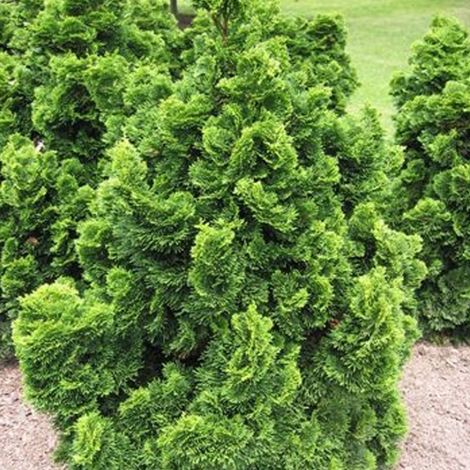 Faux cyprès Nana Gracilis/Pot de 3L - 40/60 cm