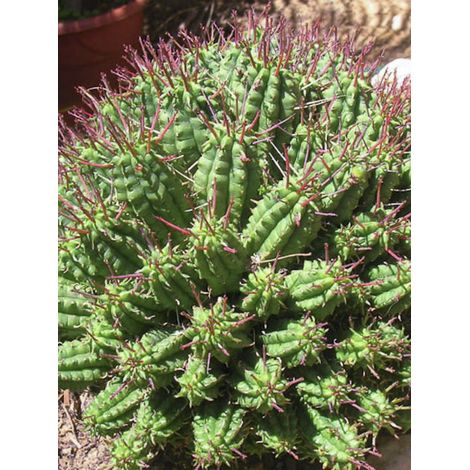 Euphorbe submammillaris Pot de 12 cm / 13 cm (1/2)