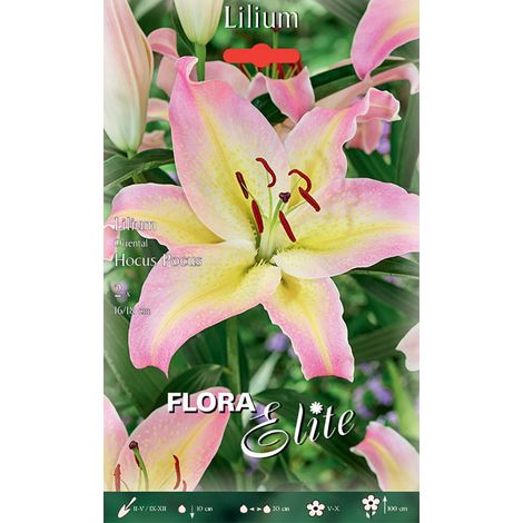 LILIUM ORIENTAL HOCUS POCUS (CONFEZIONE DA 2 BULBI)