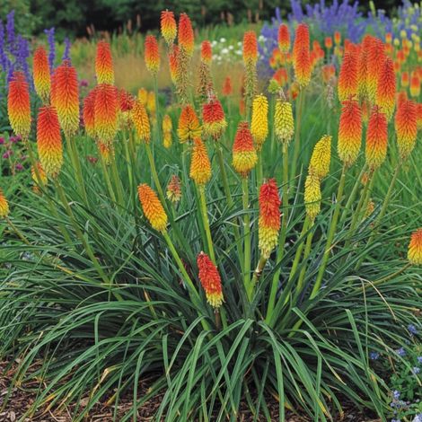 Kniphofia, Tison de Satan Grandiflora/Godet - 5/20 cm