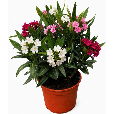 Oleandro Tricolor "Nerium Oleander" a cespuglio - fiori bianco rosa ciclamino - vaso ø14 cm (1/5)