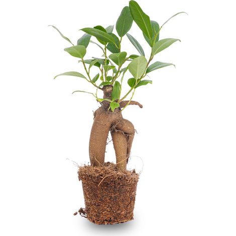 Ficus Ginseng Bonsai Ficus microcarpa Plante d'intérieur Décorative et Dépolluante Pot Ø 6 cm - PANGIVO (1/3)