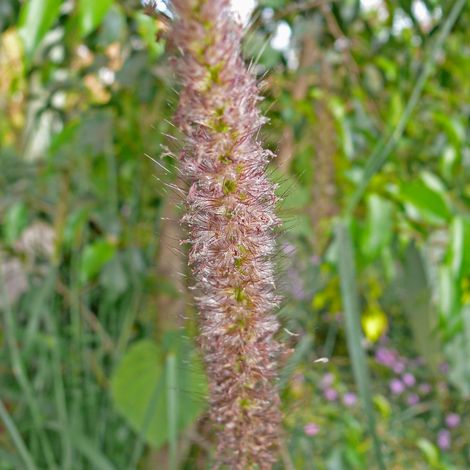 Herbe aux écouvillons Red Head' - Pennisetum alopecuroides Red Head' pot 7,5L (1/2)
