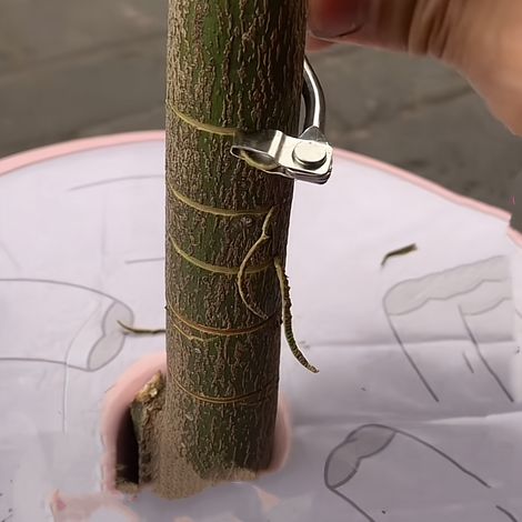 Outils de greffe en acier inoxydable, sécateur de jardin professionnel, équipé d'un couteau à écorce, couteau à anneau de greffe pour jeunes arbres fruitiers, adapté aux vergers et vignobles. (1/4)