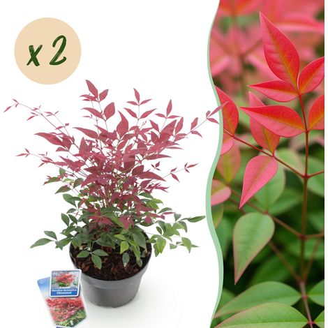 Lot de 2 Nandina domestica Obsessed Bambou Sacré Arbuste Persistant Rouge Pot 17 cm Hauteur 45 cm - PANGIVO (1/5)