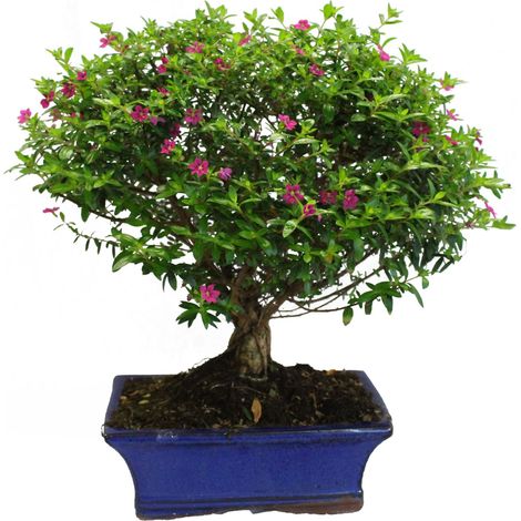 Bonsai Cuphea Hyssopifolia - Bonsai Fiori - H 30-35 cm Vaso Ø 20 cm