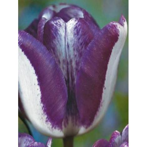 Tulipe triomphe 'Hotpants' Bulbe calibre 11+ (par 10) (1/2)