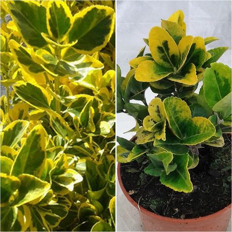 Planta. Euonymus Japonica "aurea" (Evonimo). Arbusto Setos. 20 - 30 Cm