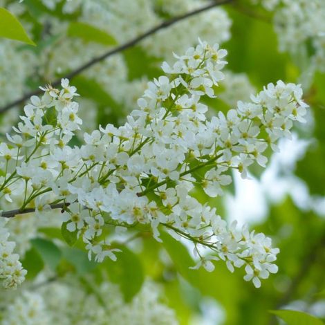 Pépinières Naudet – Cerisier à grappes (Prunus padus) – Arbre fruitier à fleurs blanches parfumées – Hauteur à maturité 6m – Exposition ensoleillée