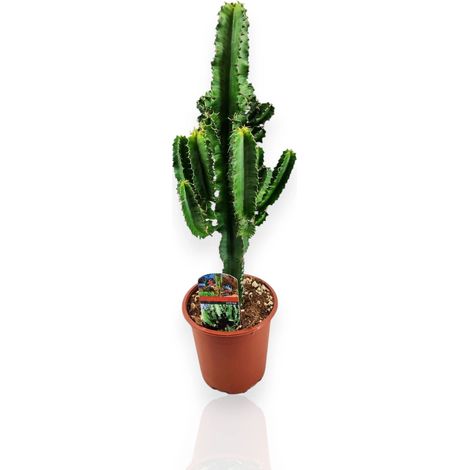 Gardenaria Euphorbia ingens - Pianta da interno ornamentale - Altezza: 80 cm (vaso 17)