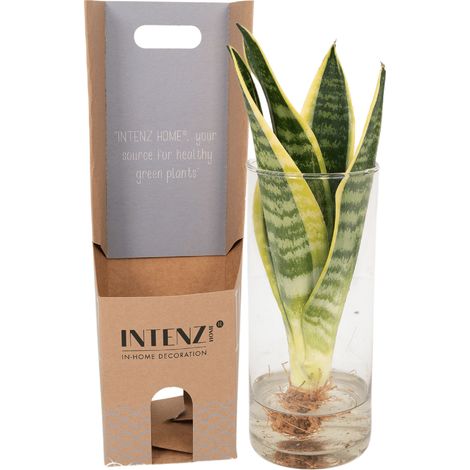 Sansevieria en Vase Cylindrique en Verre - Plante Verte d'Intérieur Décorative - Ø 12 cm - 30 cm - PANGIVO (1/5)