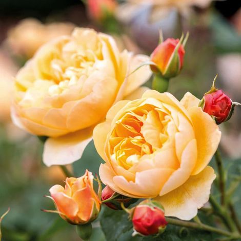 Gardenaria Rosa 'Roald Dahl' - Rosa da giardino - Altezza: 40/50 cm (vaso20) (1/5)
