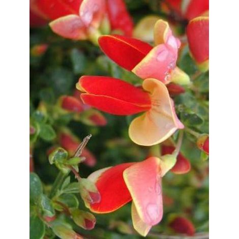 Genêt 'Palette' Pot de 2L/3L