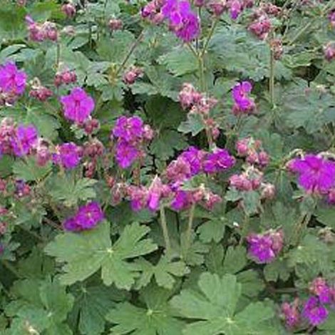 6 x Géranium macrorrhizum 'Bevan's Variety' - Géranium à grandes fleurs en pot de 9 x 9 cm - Couvre-sol (1/4)
