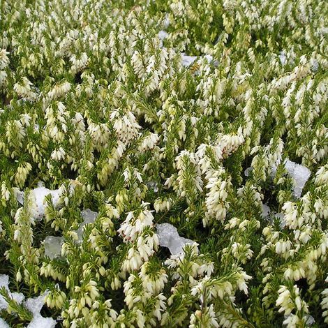 Bruyère des neiges Blanc - Erica darleyensis  - 15-20 cm pot
