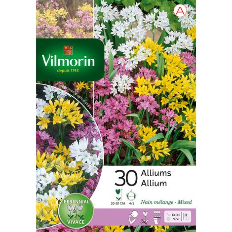 Vilmorin Allium En Mélange (x30) (1/2)