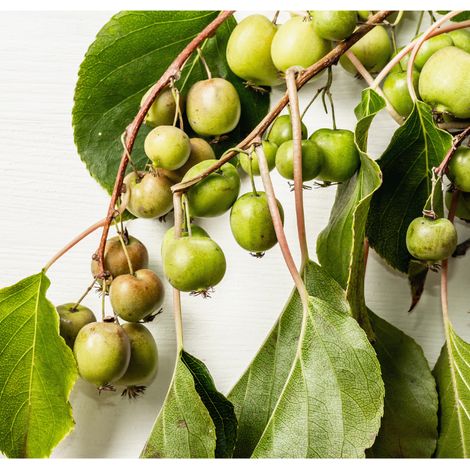 Pied Kiwi de Sibérie autofertile Super Issai' - Actinidia arguta Super Issai' 120cm (1/2)