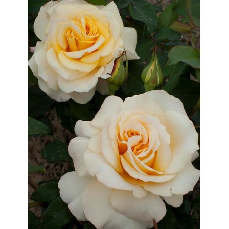 Rosier Thé moderne 'Sunny Sky' Pot de 4L/5L (1/2)