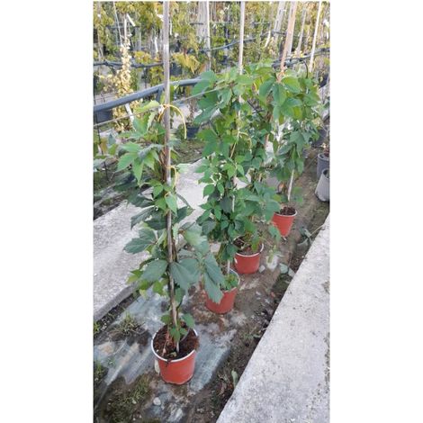 Ampelopsis Quinquefolia V17