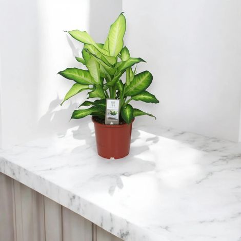 Gardenaria Dieffenbachia 'Summer style' - Pianta da interno ornamentale - Altezza: 80 cm (vaso 24)