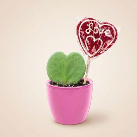 Plante Succulente Hoya Kerrii en Forme de Cœur avec Pot en Céramique Rose et Sucette - PANGIVO (1/2)
